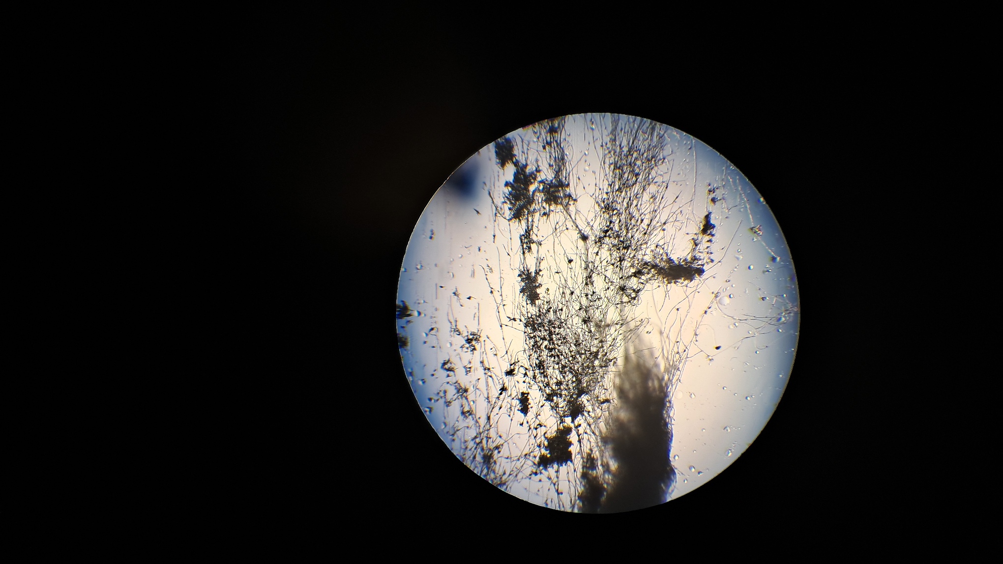 Electrospinning: Solution of Polystyrene in Surrogate Acetone