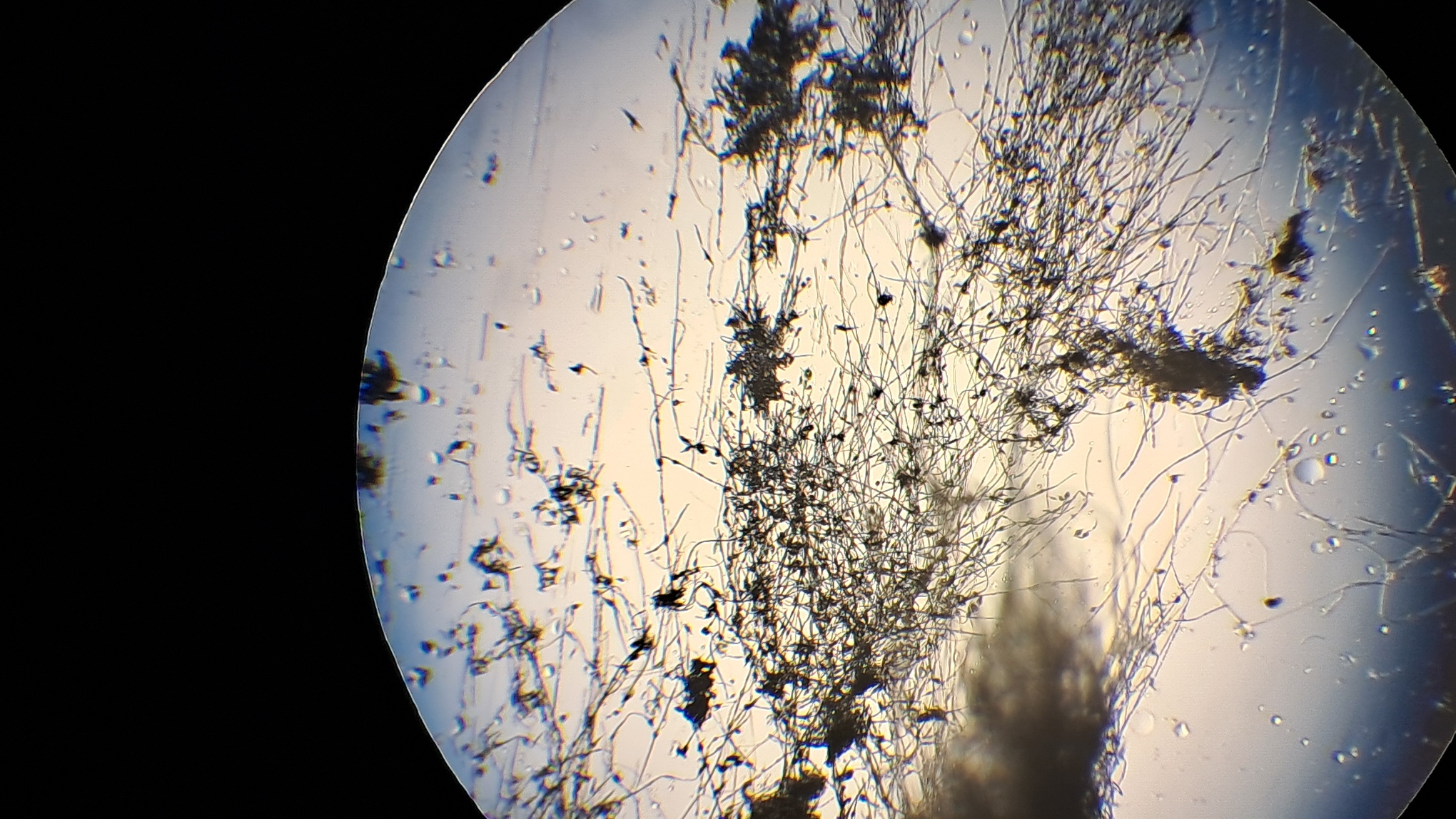 Electrospinning: Solution of Polystyrene in Surrogate Acetone