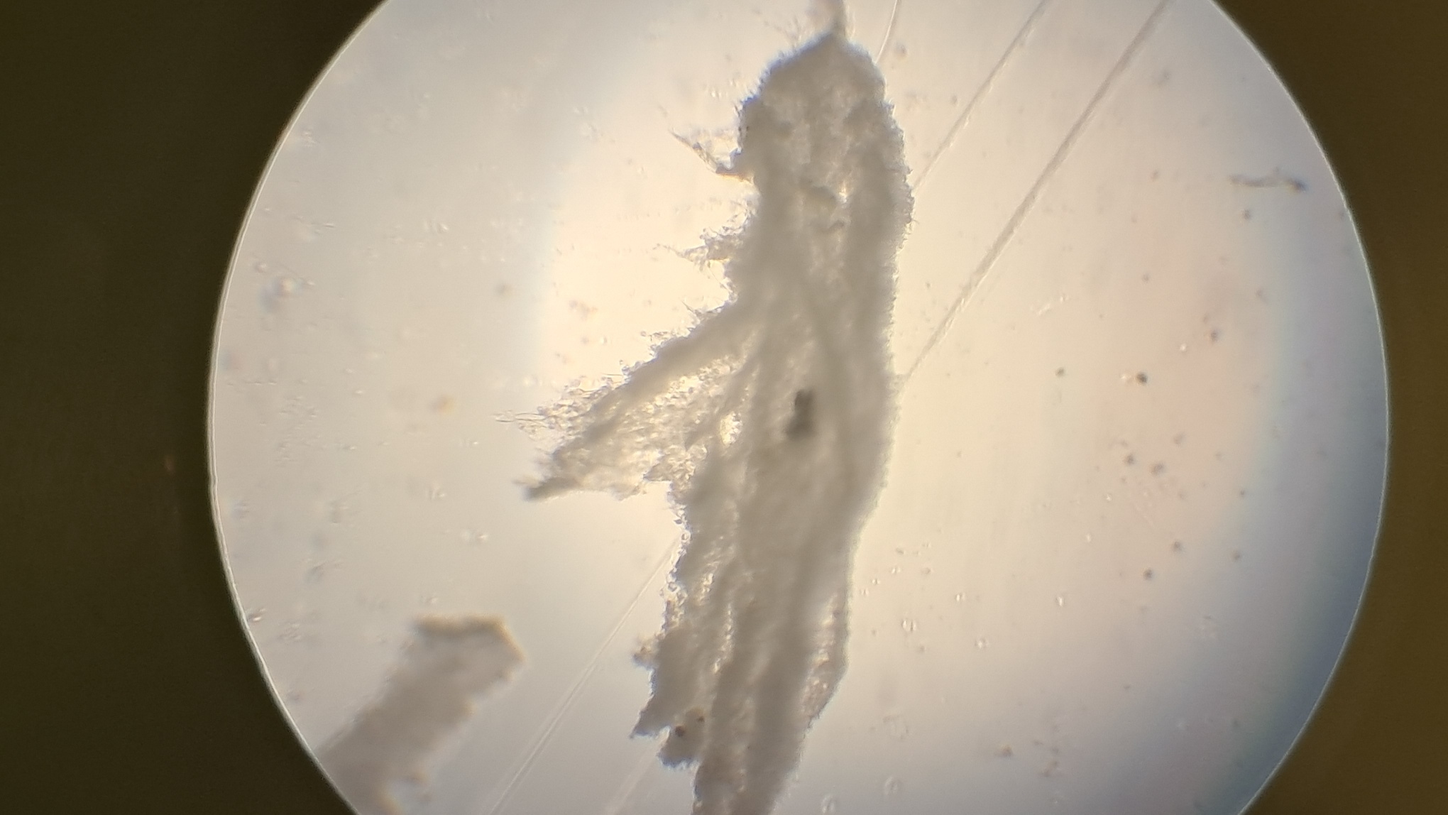 Electrospinning: Solution of Polystyrene in Surrogate Acetone