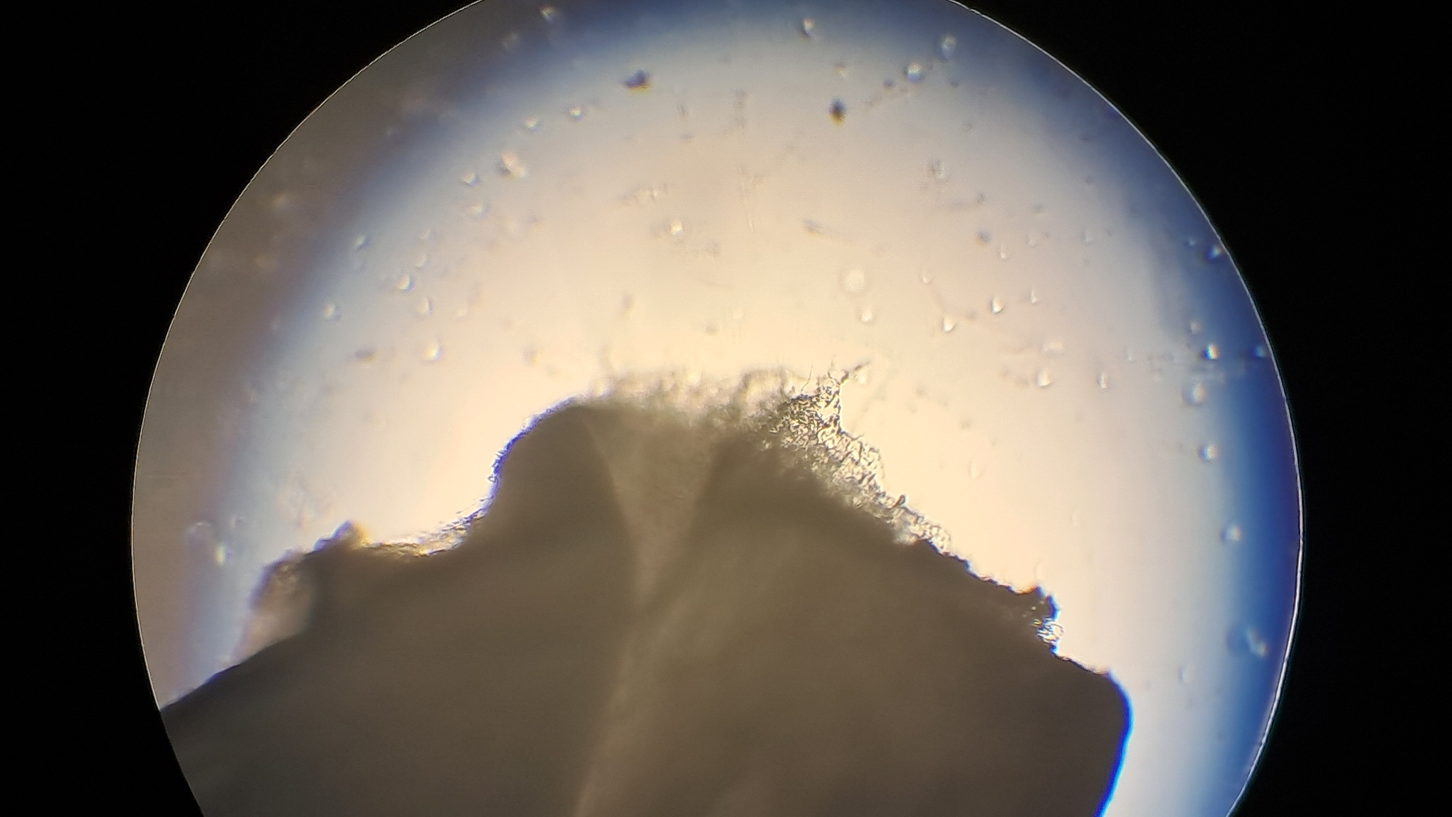 Electrospinning: Solution of Polystyrene in Surrogate Acetone