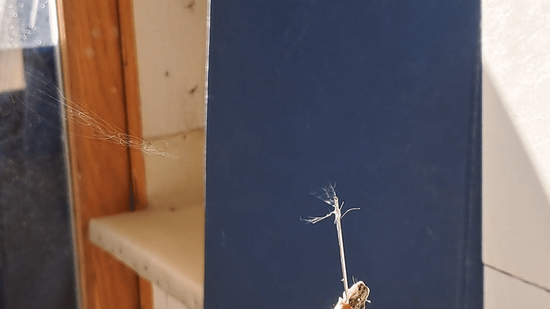 Electrospinning: Solutions of Polystyrene in Dimethylformamide