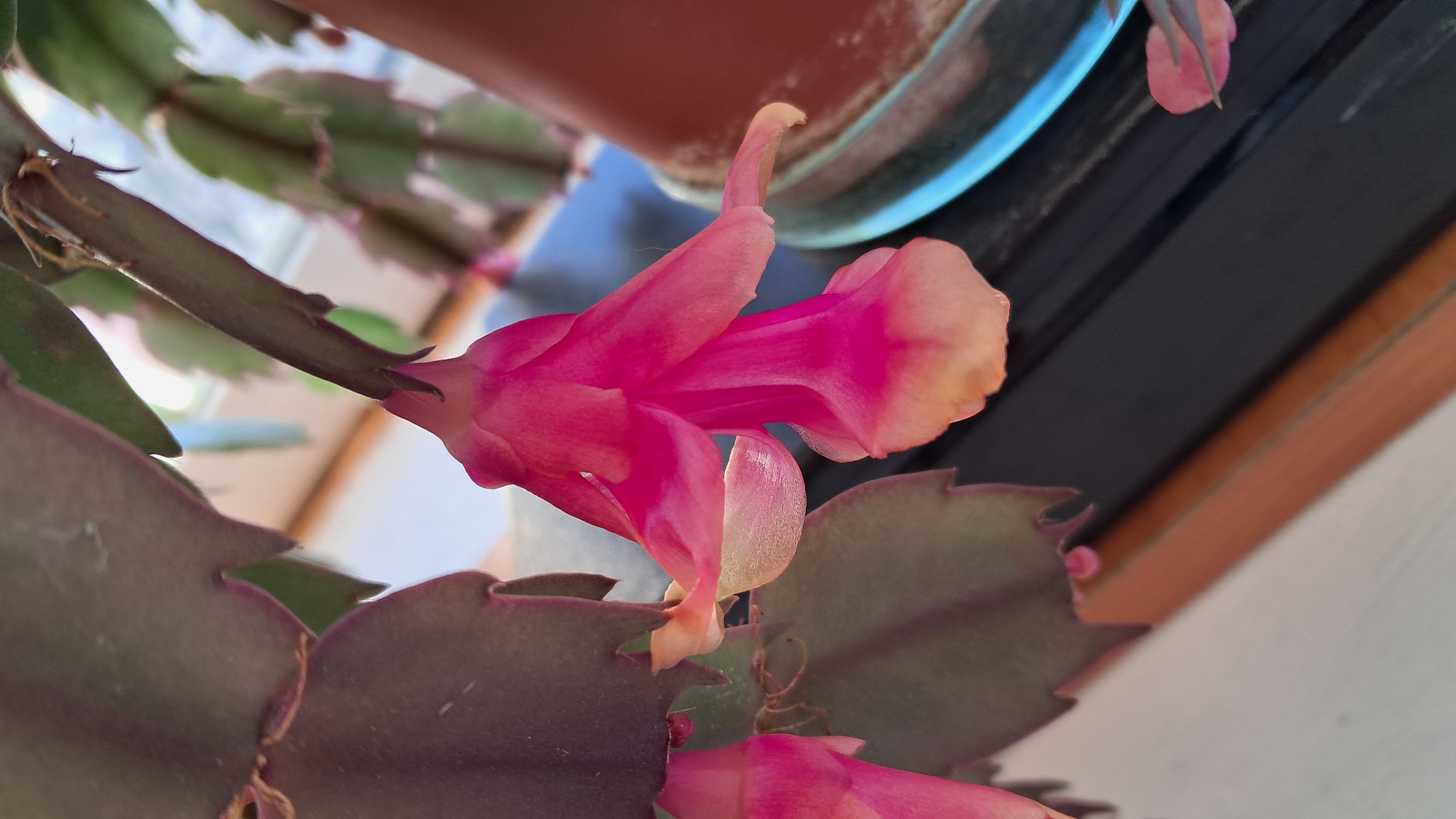 Frozen pH Buffer Solutions