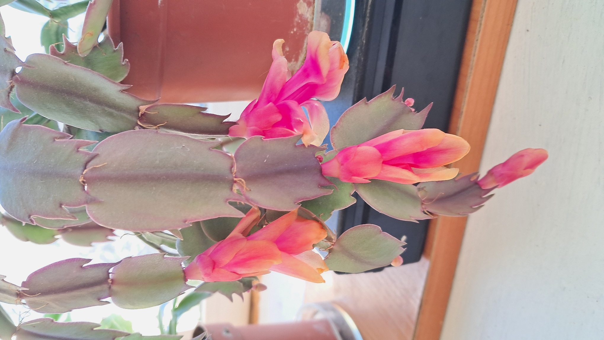 Frozen pH Buffer Solutions