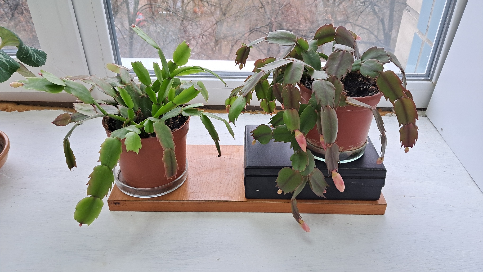 Frozen pH Buffer Solutions