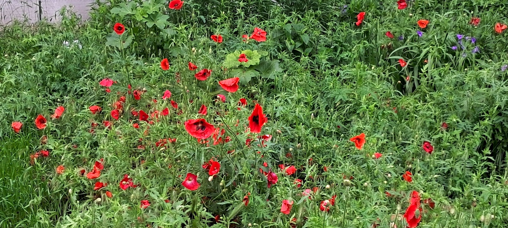 Red poppies