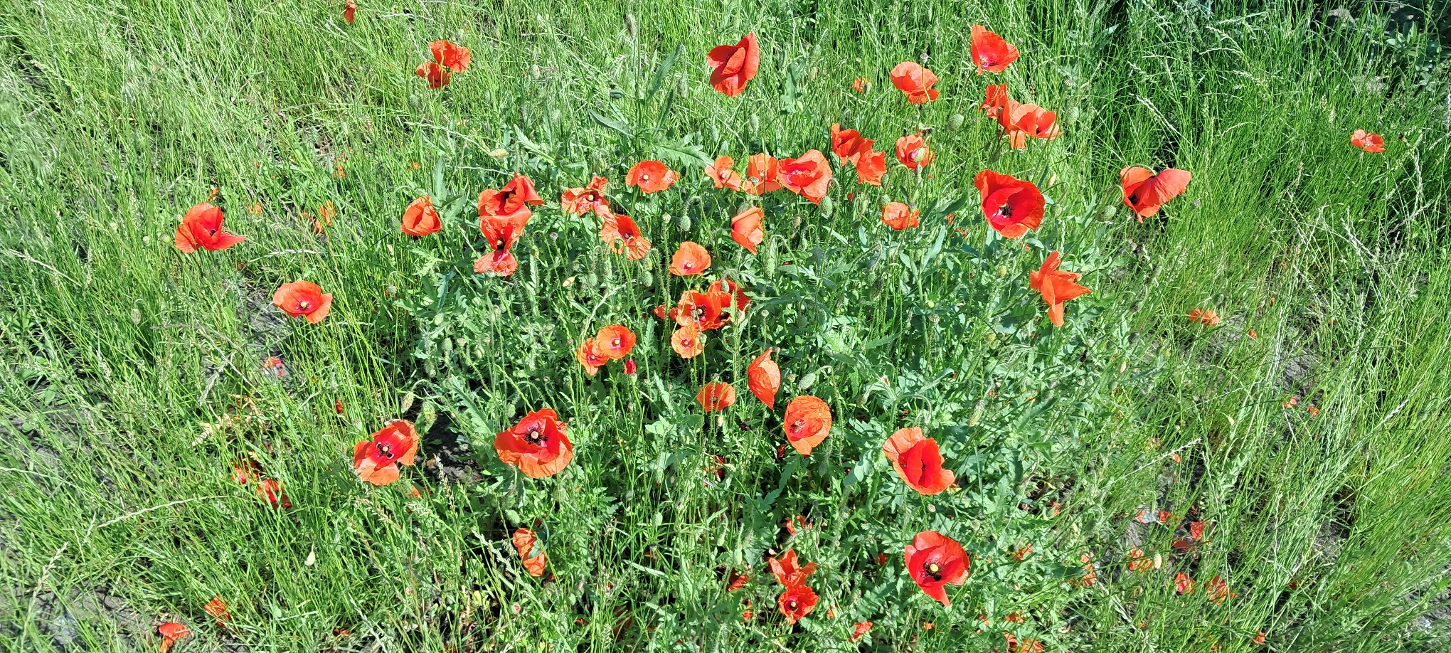 Red poppies