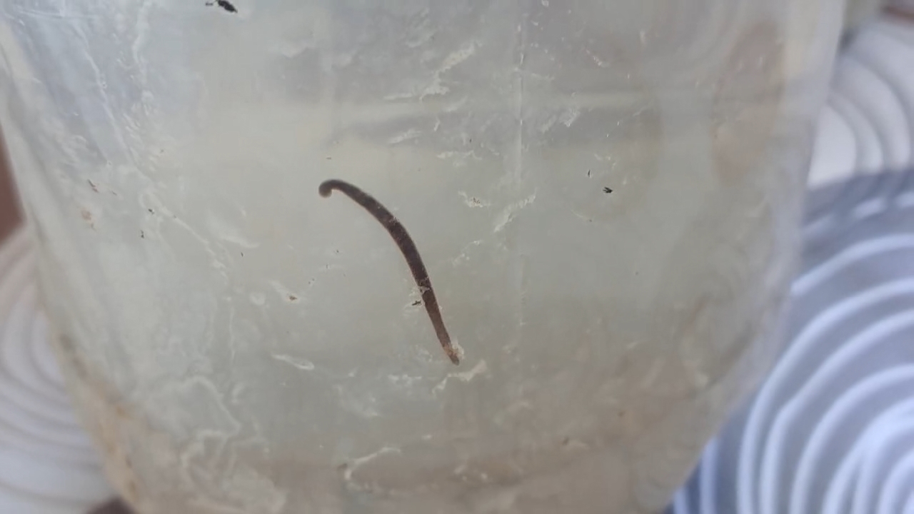 Tritiated Worm