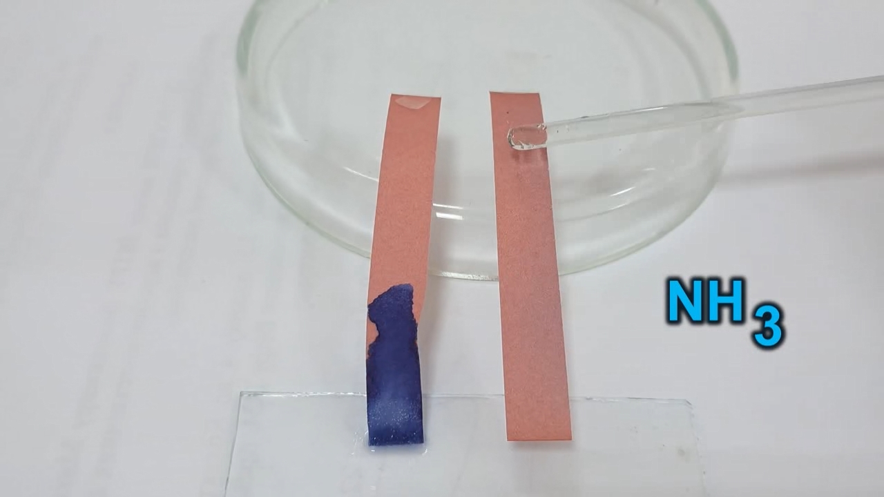 Litmus Paper, Ammonia, and Sodium Hydroxide