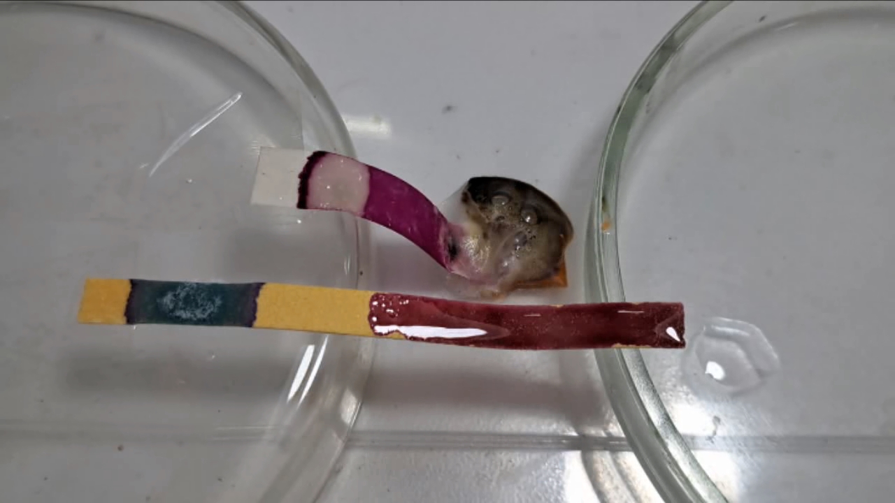 Universal Indicator, Phenolphthalein, Concentrated Sulfuric Acid, and Sodium Hydroxide