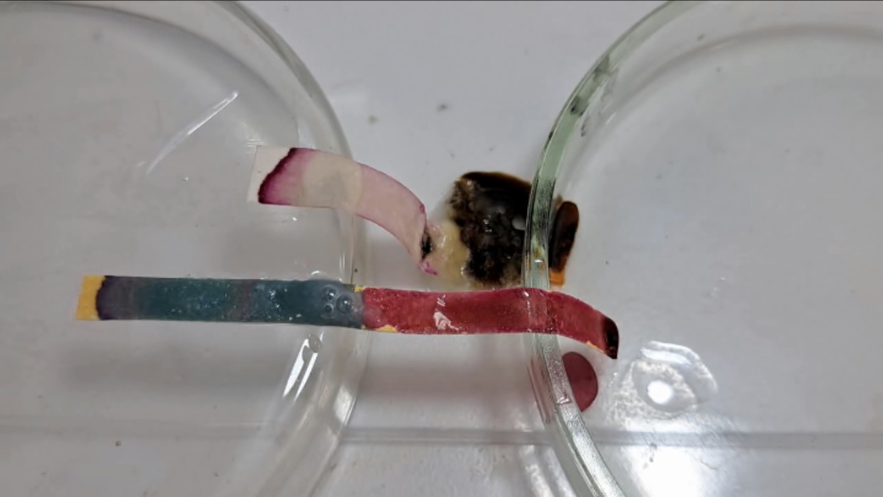 Universal Indicator, Phenolphthalein, Concentrated Sulfuric Acid, and Sodium Hydroxide