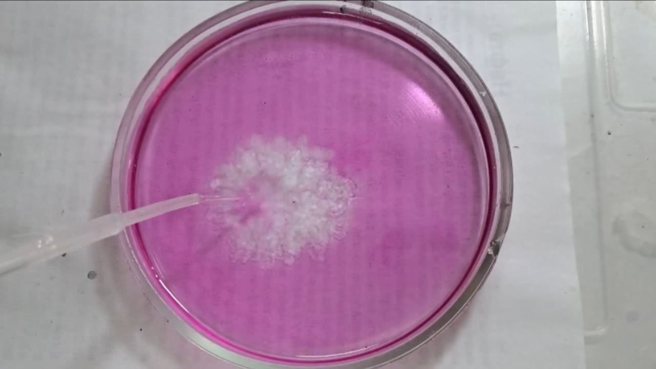Phenolphthalein Turns Fuchsia When Acid Is Added