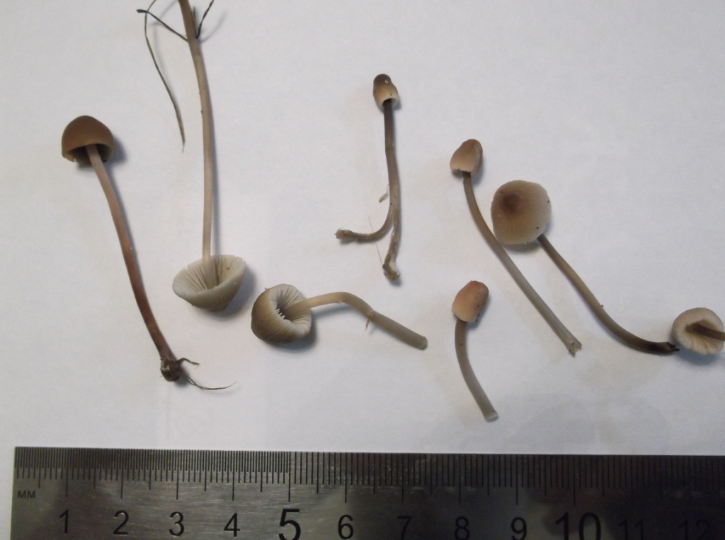 Галлюциногенные грибы наркотик – описание, состав, эффект, свойство