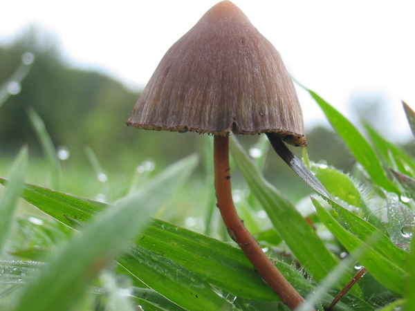 Psilocybe Mexicana ( )