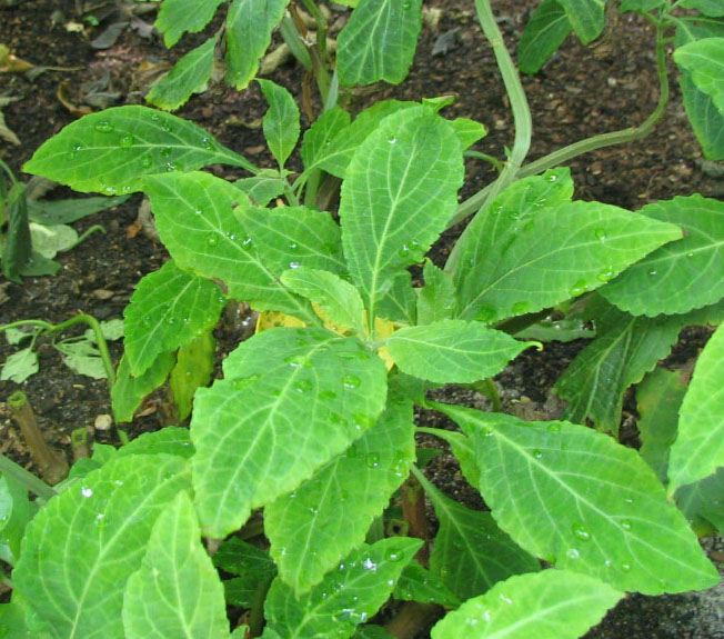      (Salvia divinorum)