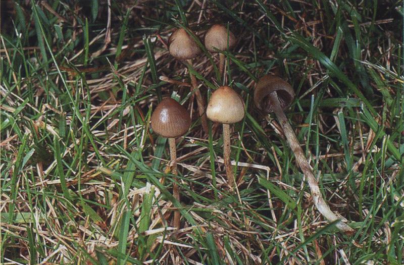 Псилоцибе азуресенс — самые мощные из псилоцибиновых грибов