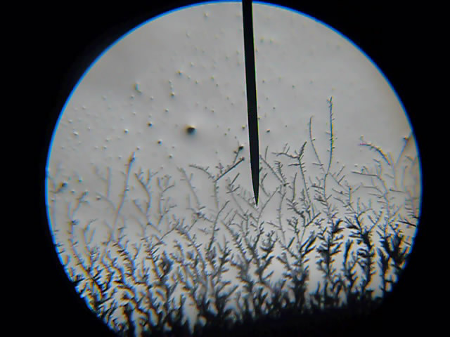 Рост кристаллов серебра под микроскопом (рост дендритов серебра). The growth of silver crystals (silver dendrite growth). Watching under a microscope