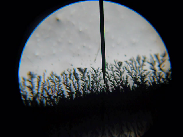 Рост кристаллов серебра под микроскопом (рост дендритов серебра). The growth of silver crystals (silver dendrite growth). Watching under a microscope
