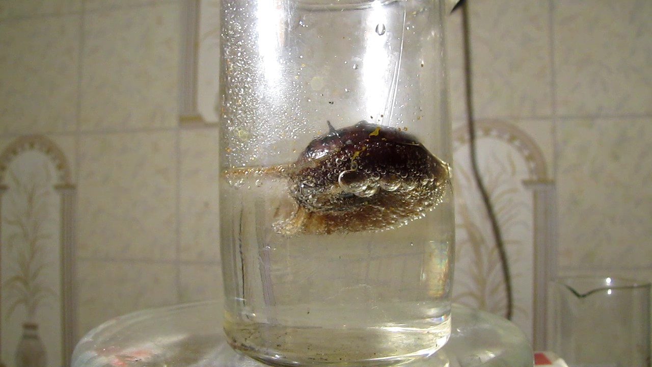      . Dissolution of mollusk shells in nitric acid