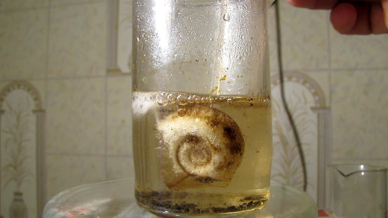      . Dissolution of mollusk shells in nitric acid