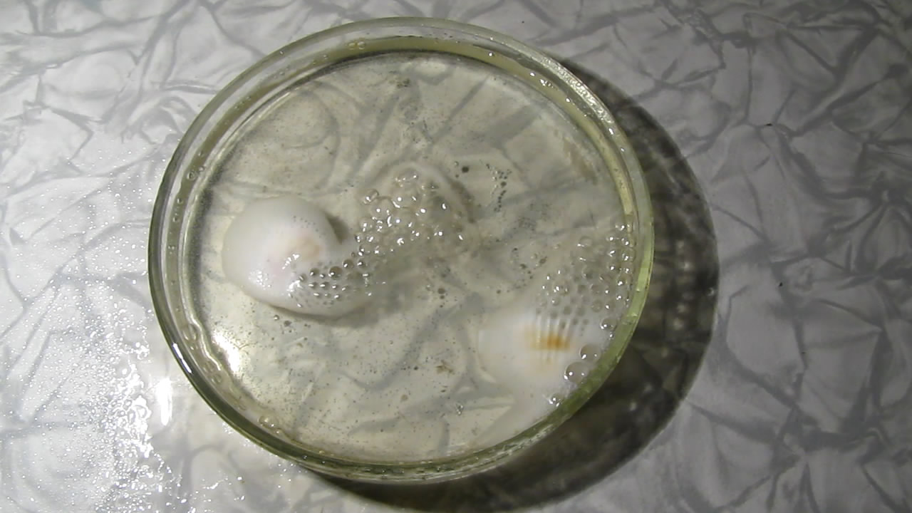 Растворение раковин моллюсков в азотной кислоте. Dissolution of mollusk shells in nitric acid