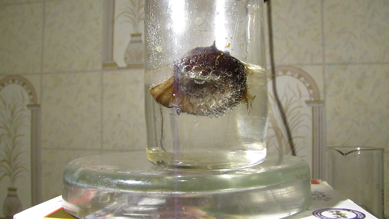 Растворение раковин моллюсков в азотной кислоте. Dissolution of mollusk shells in nitric acid
