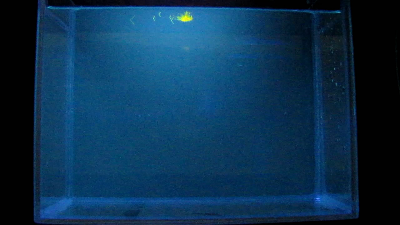 Eosin Powder in Water (under Ultraviolet Light). Порошок эозина в воде (в ультрафиолетовом свете)