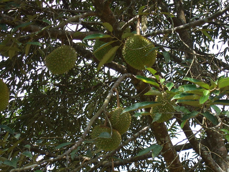 . Durian