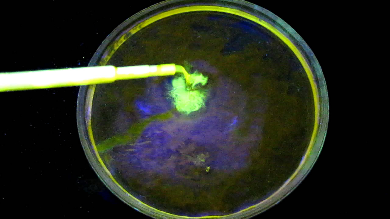    (,     ). Water extinguishes fluorescence (curcumin, ethanol and water under ultraviolet)