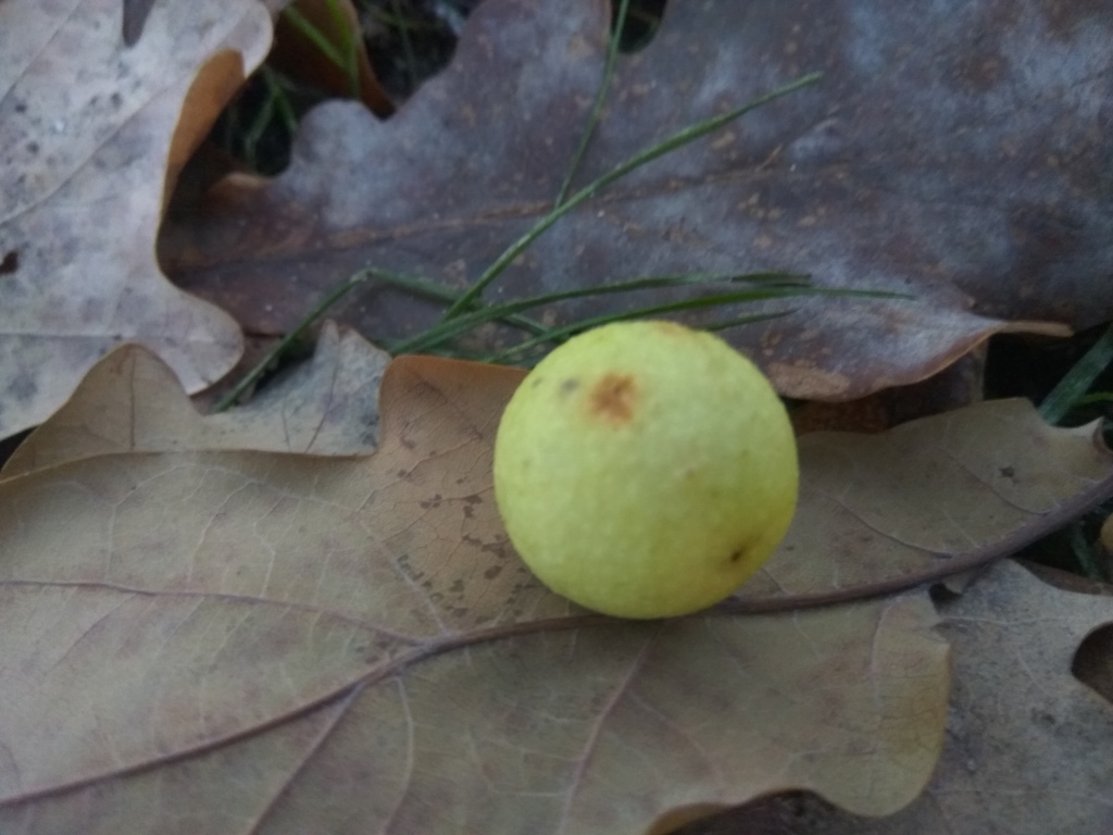  . Oak apples