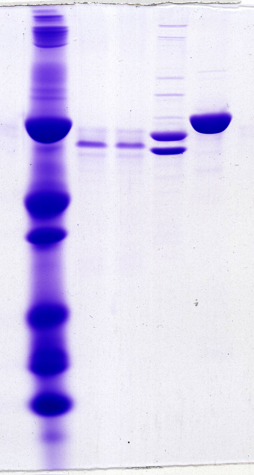    . Cell for protein electrophoresis