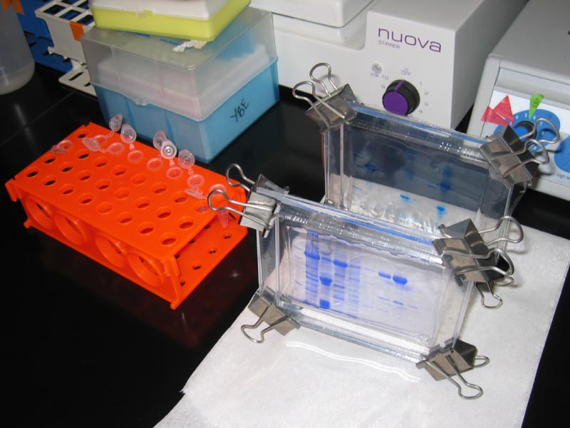   . Cell for protein electrophoresis
