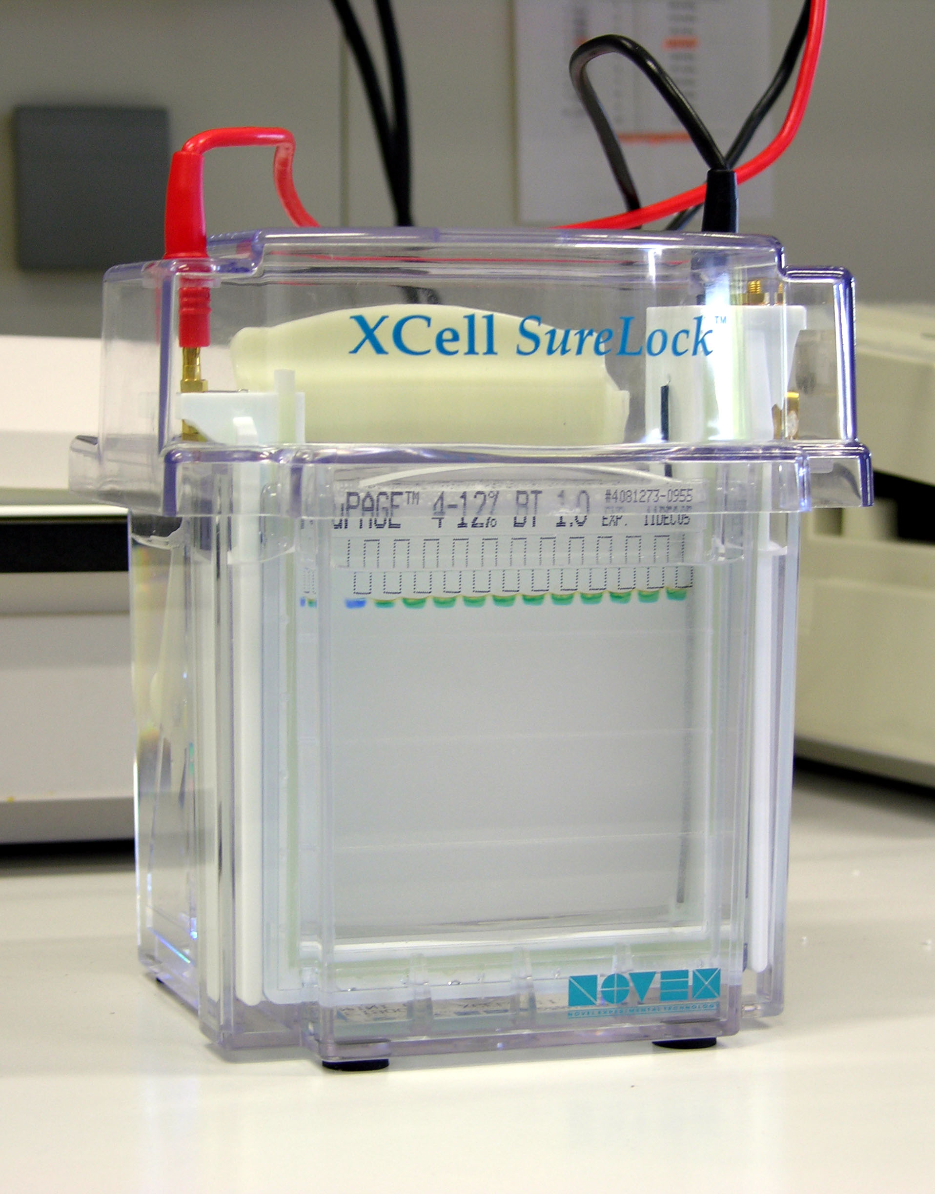    . Cell for protein electrophoresis
