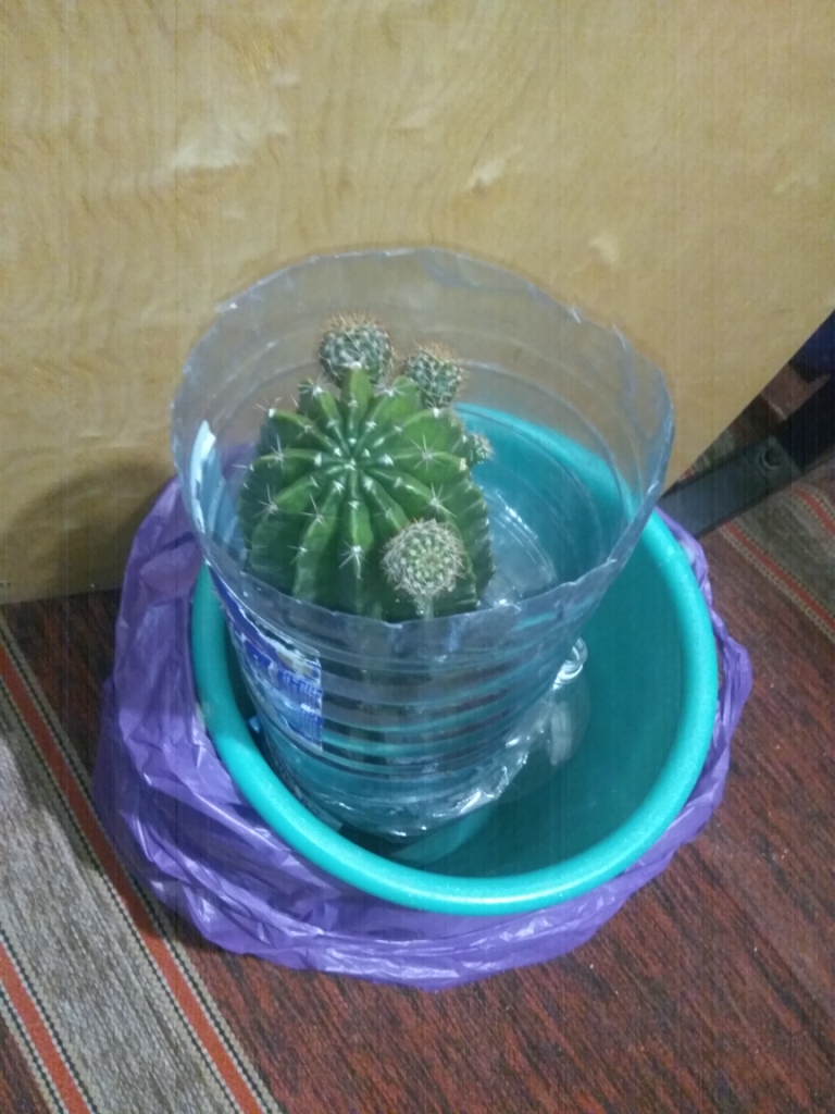 Cactus in flower-bed.   