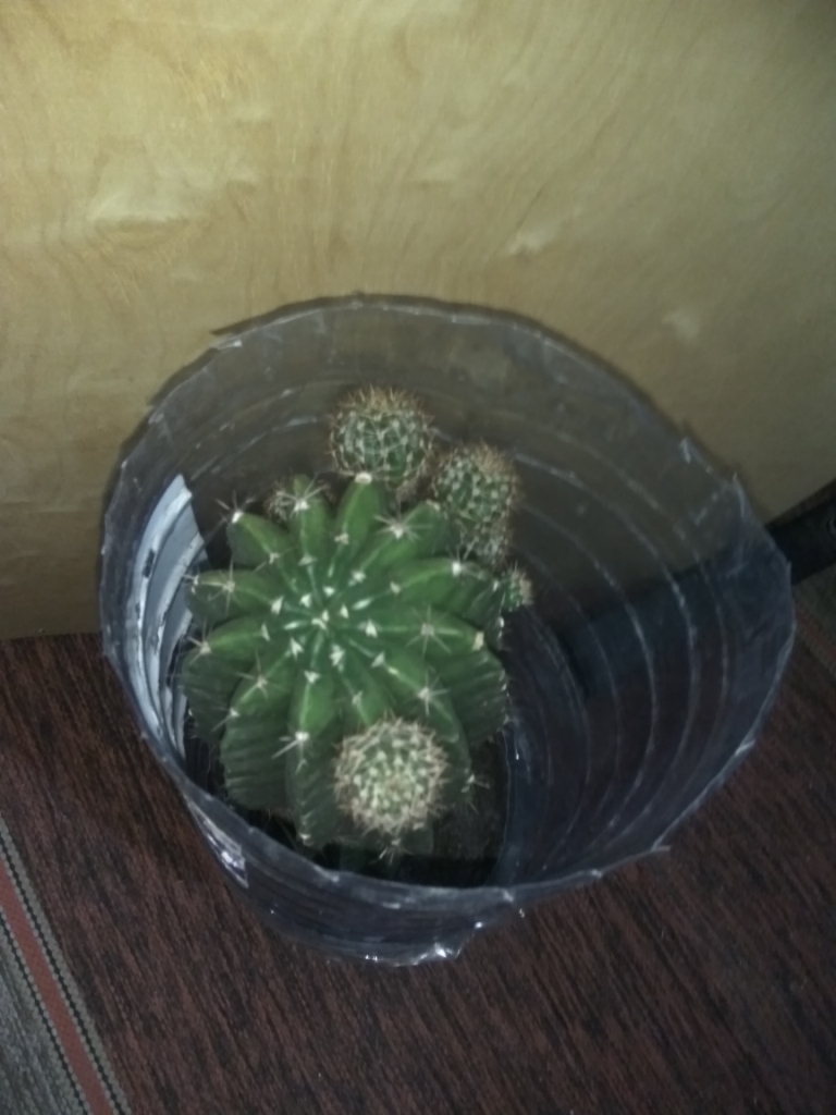 Cactus in flower-bed.   