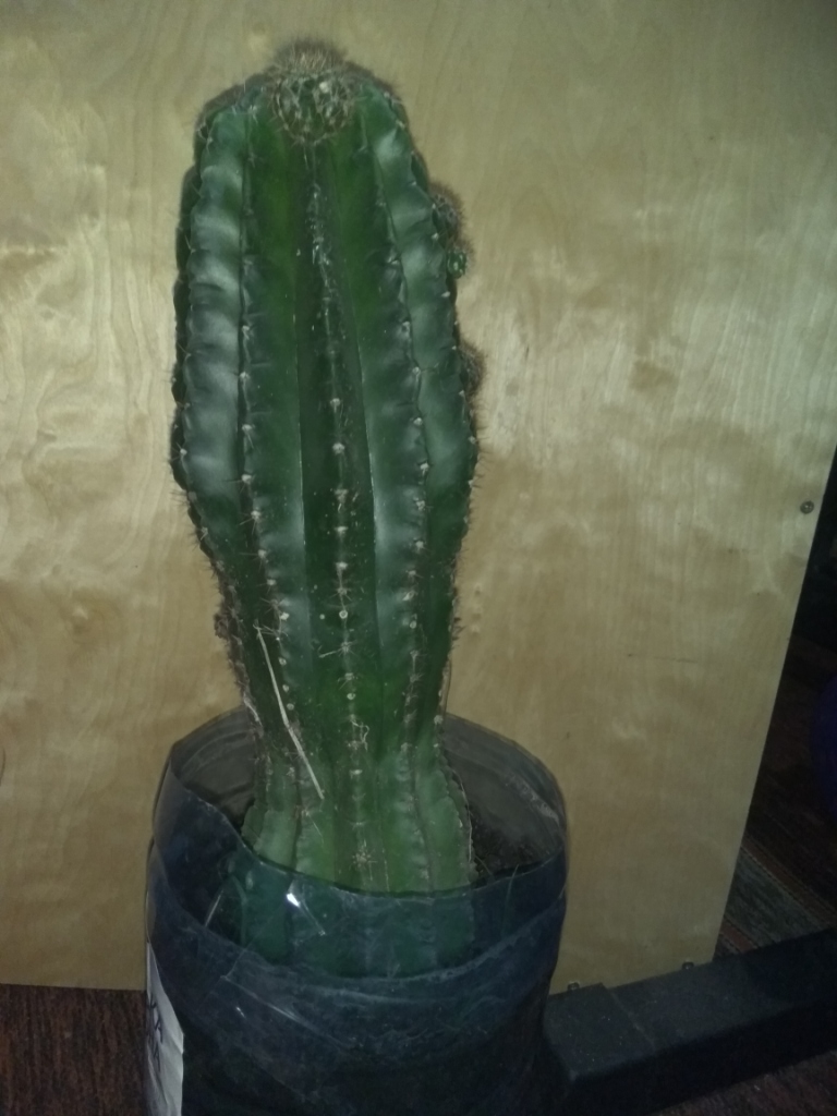 Cactus in flower-bed.   