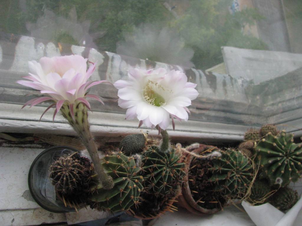Blooming cactus.  