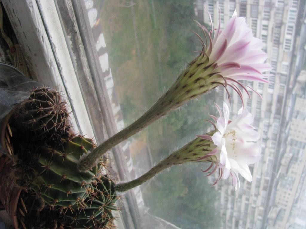 Blooming cactus.  