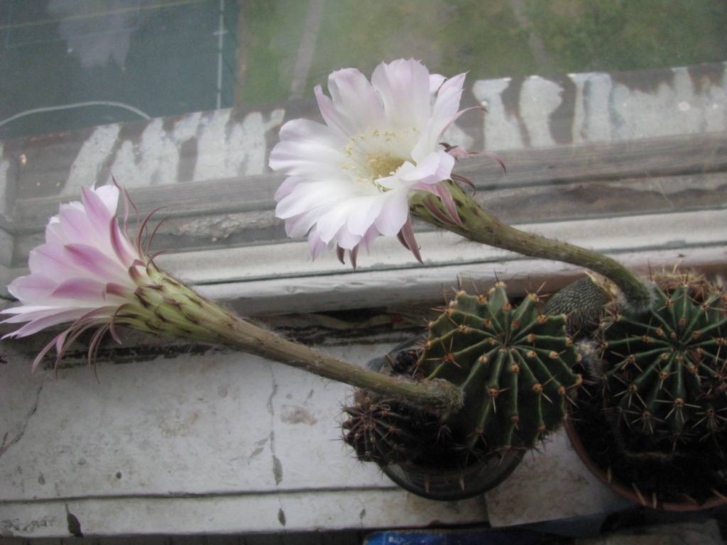 Blooming cactus.  