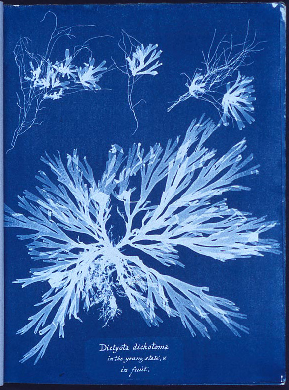 Algae cyanotype (a photographic blueprint) /  ,   