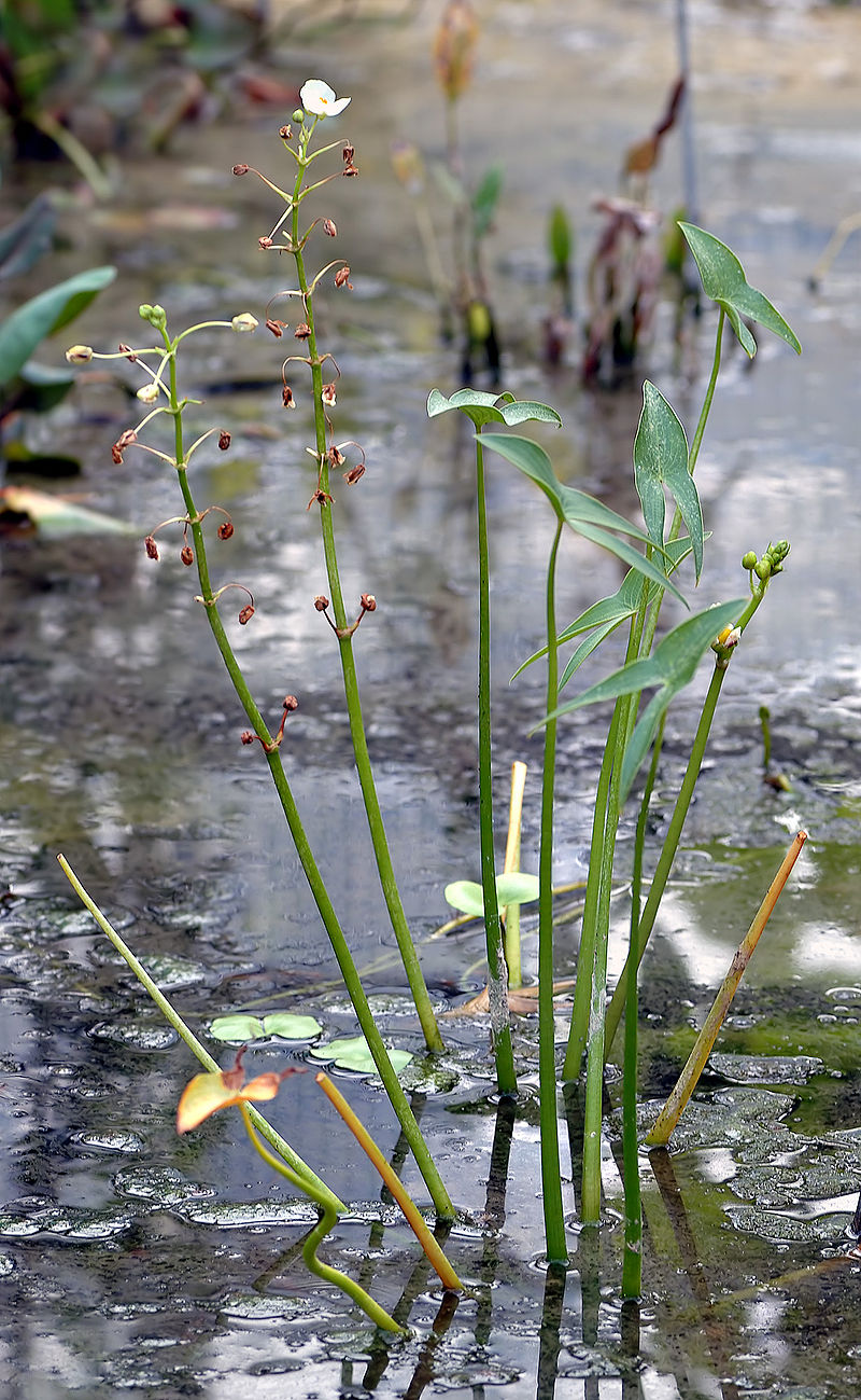 Sagittaria.   (  )