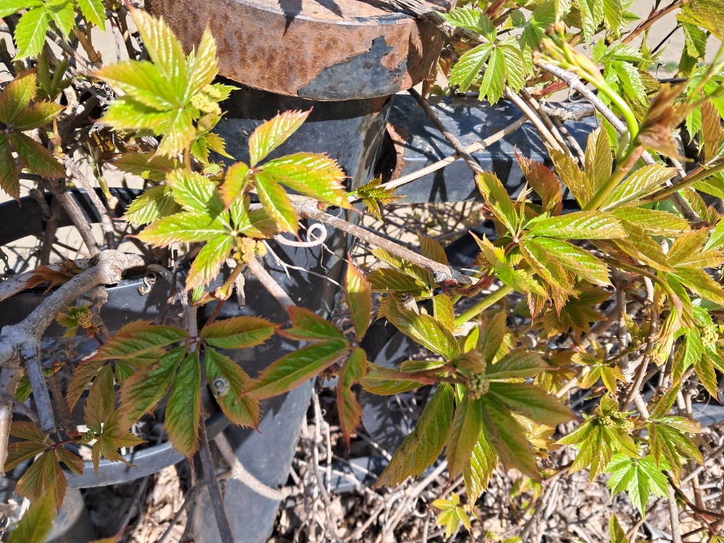 Brown plant leaves (Parthenocissus quinquefolia), ammonia and acetic acid