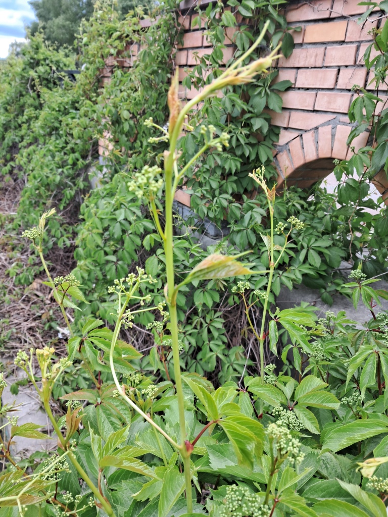Brown plant leaves (Parthenocissus quinquefolia), ammonia and acetic acid