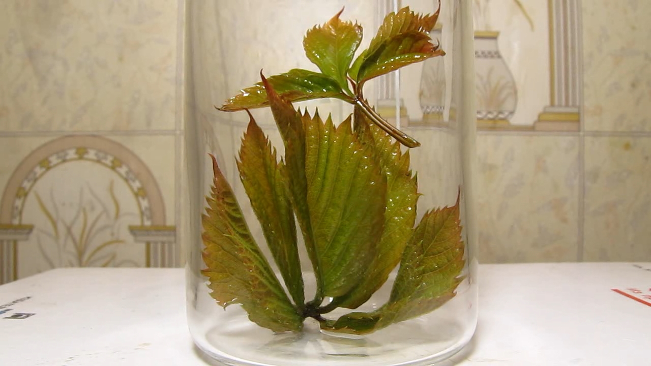 Brown plant leaves (Parthenocissus quinquefolia), ammonia and acetic acid