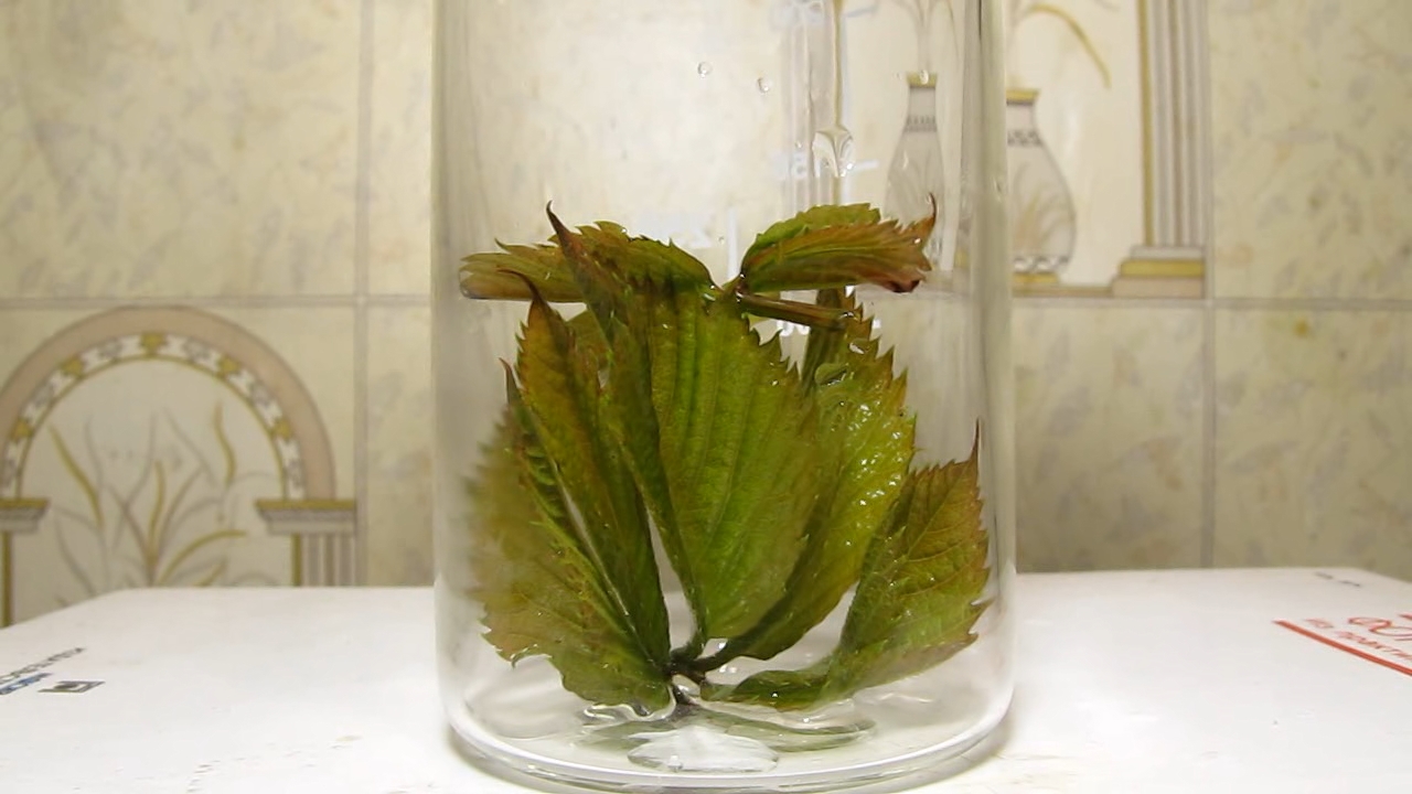Brown plant leaves (Parthenocissus quinquefolia), ammonia and acetic acid