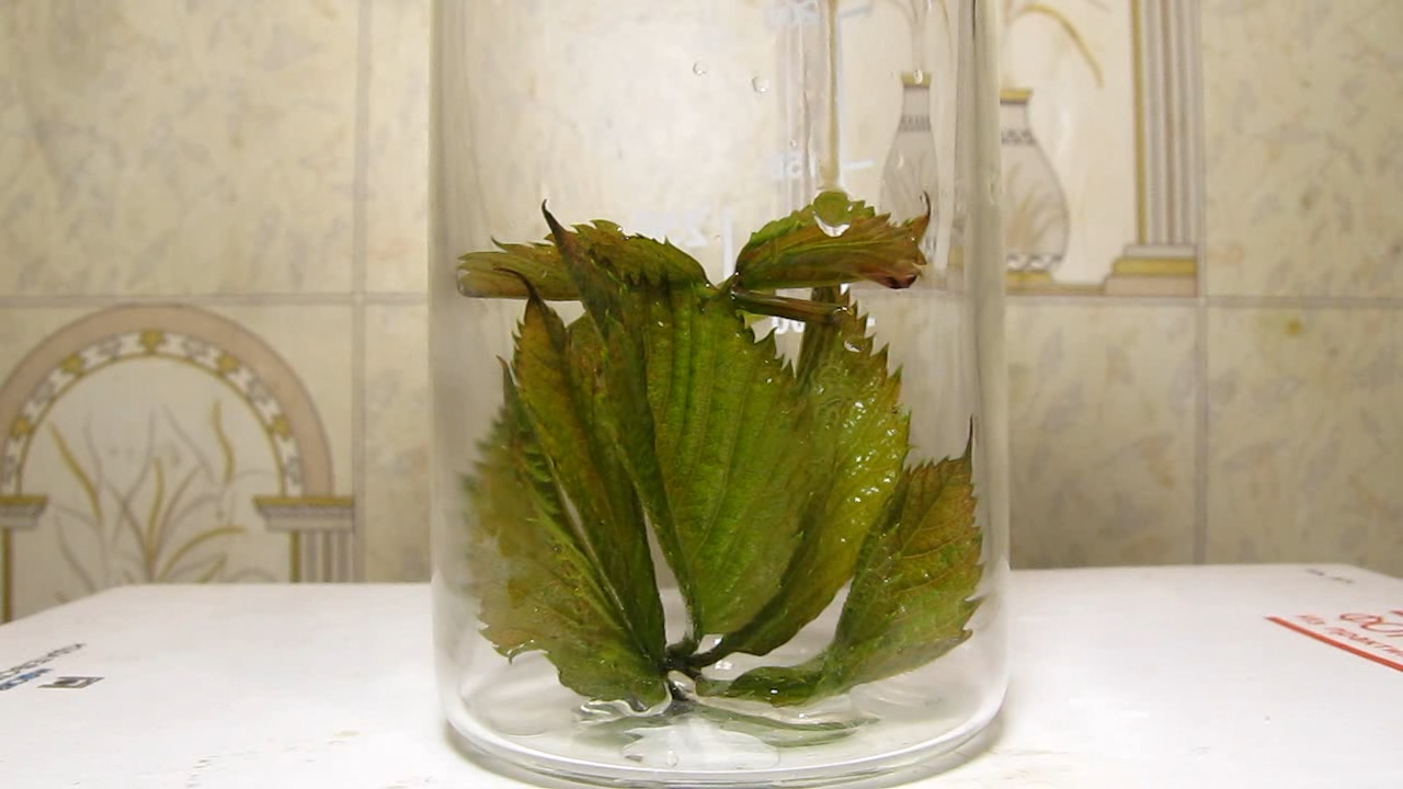 Brown plant leaves (Parthenocissus quinquefolia), ammonia and acetic acid
