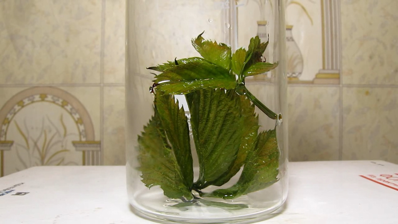 Brown plant leaves (Parthenocissus quinquefolia), ammonia and acetic acid