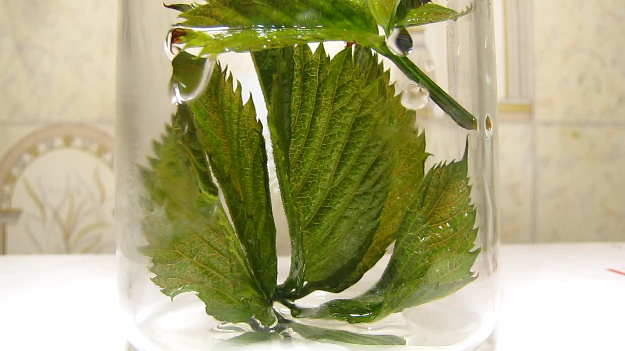 Brown plant leaves (Parthenocissus quinquefolia), ammonia and acetic acid