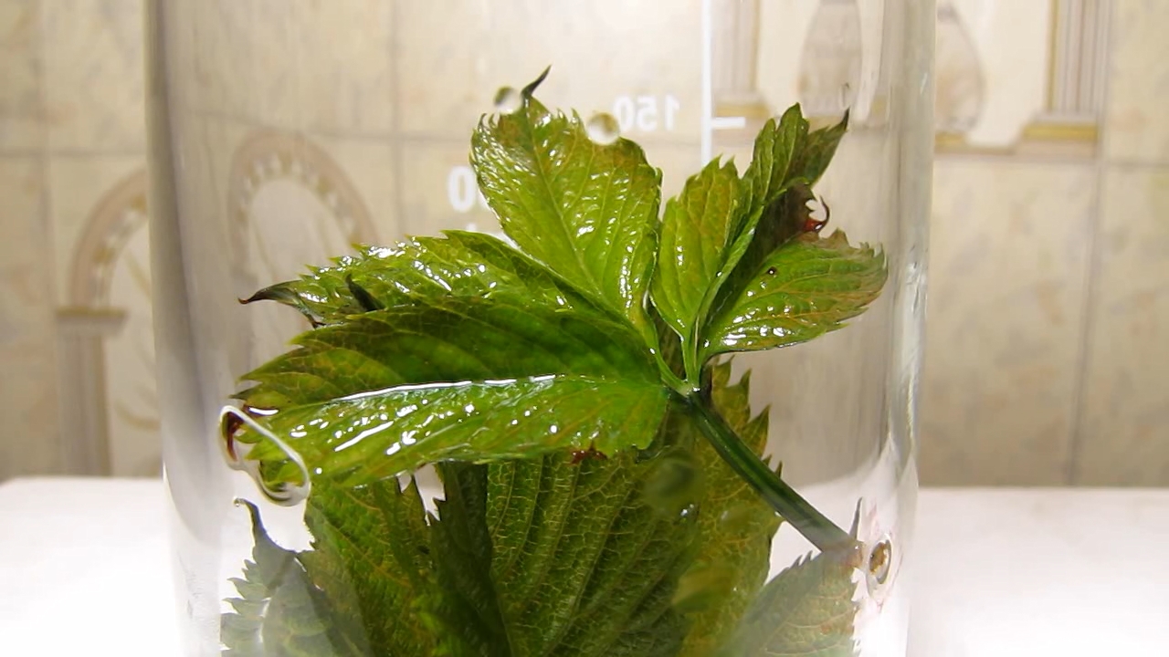 Brown plant leaves (Parthenocissus quinquefolia), ammonia and acetic acid