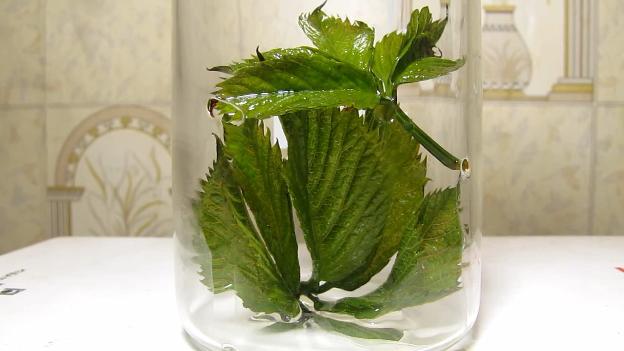 Brown plant leaves (Parthenocissus quinquefolia), ammonia and acetic acid