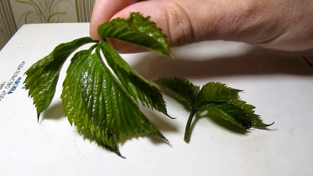Brown plant leaves (Parthenocissus quinquefolia), ammonia and acetic acid